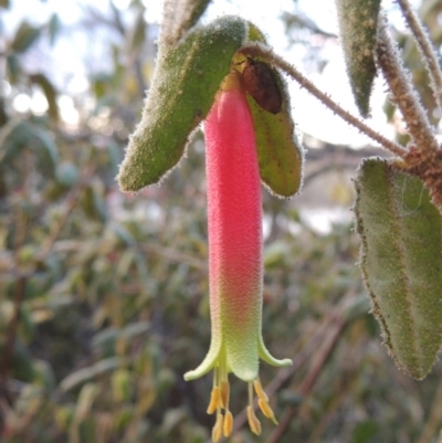 Correa reflexa var. reflexa (Common Correa, Native Fuchsia) at Gordon, ACT - 7 Sep 2015 by MichaelBedingfield