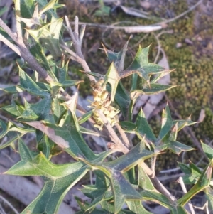 Grevillea ramosissima subsp. ramosissima at Acton, ACT - 9 Sep 2015
