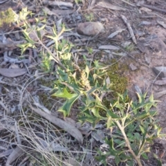 Grevillea ramosissima subsp. ramosissima at Acton, ACT - 9 Sep 2015