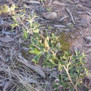 Grevillea ramosissima subsp. ramosissima at Acton, ACT - 9 Sep 2015 04:37 PM