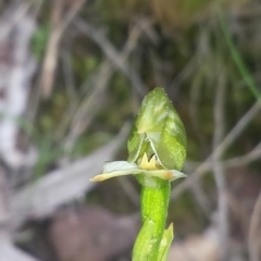 Bunochilus umbrinus (Broad-sepaled Leafy Greenhood) at Acton, ACT - 8 Sep 2015 by MattM