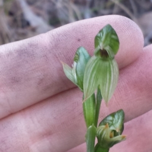 Bunochilus umbrinus (ACT) = Pterostylis umbrina (NSW) at suppressed - 9 Sep 2015