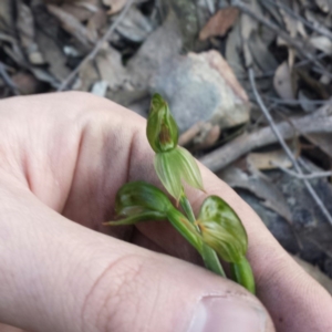 Bunochilus umbrinus (ACT) = Pterostylis umbrina (NSW) at suppressed - 9 Sep 2015