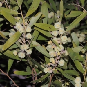 Acacia melanoxylon at Gordon, ACT - 7 Sep 2015