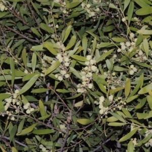 Acacia melanoxylon at Gordon, ACT - 7 Sep 2015