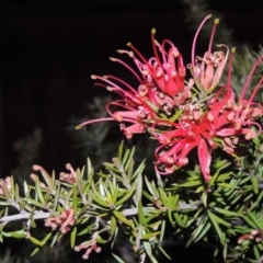 Grevillea juniperina (Grevillea) at Point Hut Pond - 7 Sep 2015 by michaelb