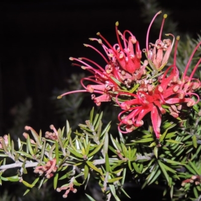 Grevillea juniperina (Grevillea) at Gordon, ACT - 7 Sep 2015 by MichaelBedingfield