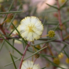 Acacia ulicifolia (Prickly Moses) at Majura, ACT - 9 Sep 2015 by waltraud