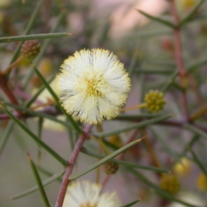 Acacia ulicifolia at Majura, ACT - 9 Sep 2015 12:00 AM