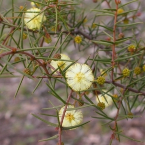 Acacia ulicifolia at Majura, ACT - 9 Sep 2015