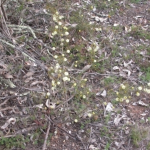 Acacia ulicifolia at Majura, ACT - 9 Sep 2015 12:00 AM