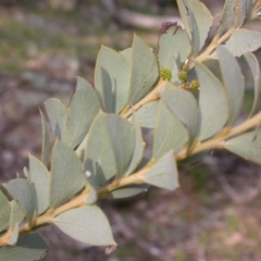 Acacia cultriformis (Knife Leaf Wattle) at Mount Majura - 8 Sep 2015 by waltraud