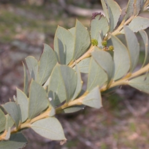 Acacia cultriformis at Majura, ACT - 9 Sep 2015