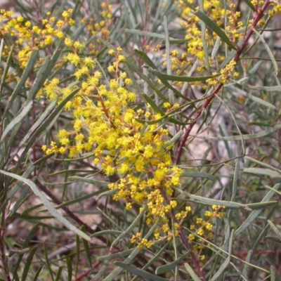 Acacia boormanii (Snowy River Wattle) at Mount Majura - 3 Sep 2015 by waltraud