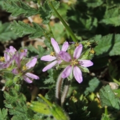 Erodium moschatum (Musky Crowfoot, Musky Storksbill) at Pollinator-friendly garden Conder - 1 Sep 2015 by michaelb