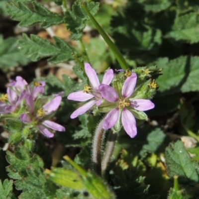 Erodium moschatum (Musky Crowfoot, Musky Storksbill) at Conder, ACT - 1 Sep 2015 by MichaelBedingfield