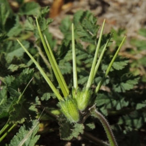 Erodium moschatum at Conder, ACT - 1 Sep 2015 11:38 AM