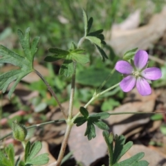 Geranium retrorsum (Grassland Cranesbill) at Gordon, ACT - 27 Apr 2015 by MichaelBedingfield