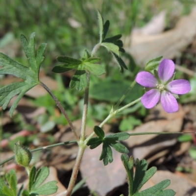 Geranium retrorsum (Grassland Cranesbill) at Point Hut Pond - 27 Apr 2015 by michaelb