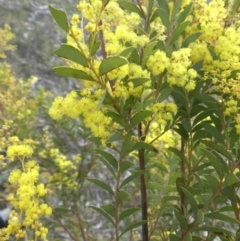 Acacia buxifolia subsp. buxifolia (Box-leaf Wattle) at Mount Ainslie - 9 Sep 2015 by SilkeSma