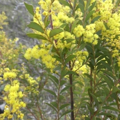 Acacia buxifolia subsp. buxifolia (Box-leaf Wattle) at Majura, ACT - 10 Sep 2015 by SilkeSma