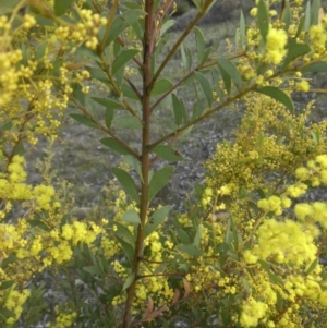 Acacia buxifolia subsp. buxifolia at Majura, ACT - 10 Sep 2015