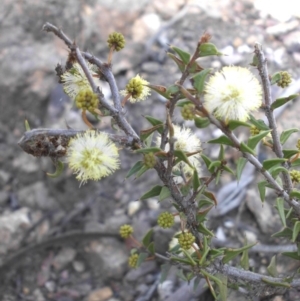 Acacia gunnii at Majura, ACT - 10 Sep 2015