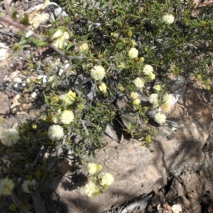 Acacia gunnii at Majura, ACT - 10 Sep 2015