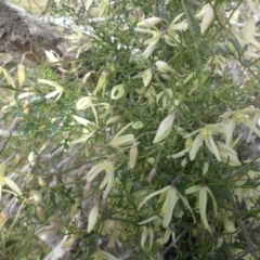 Clematis leptophylla (Small-leaf Clematis, Old Man's Beard) at Mount Ainslie - 9 Sep 2015 by SilkeSma