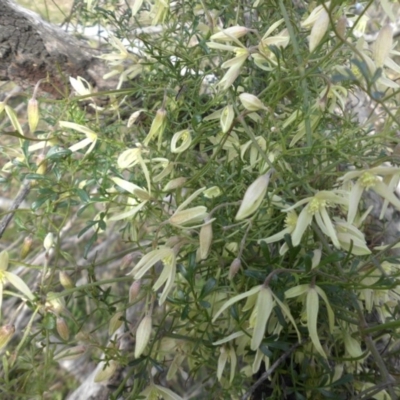 Clematis leptophylla (Small-leaf Clematis, Old Man's Beard) at Majura, ACT - 9 Sep 2015 by SilkeSma