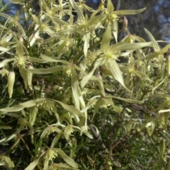 Clematis leptophylla (Small-leaf Clematis, Old Man's Beard) at Majura, ACT - 10 Sep 2015 by SilkeSma