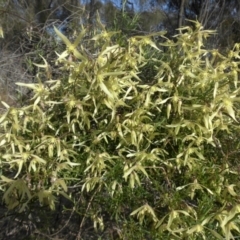 Clematis leptophylla at Majura, ACT - 10 Sep 2015