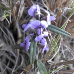 Hovea heterophylla (Common Hovea) at Mount Ainslie - 9 Sep 2015 by SilkeSma