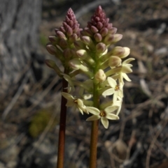 Stackhousia monogyna (Creamy Candles) at Majura, ACT - 10 Sep 2015 by SilkeSma