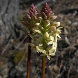 Stackhousia monogyna at Majura, ACT - 10 Sep 2015 10:20 AM