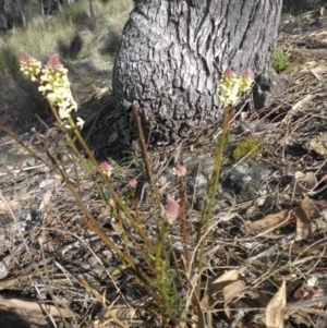 Stackhousia monogyna at Majura, ACT - 10 Sep 2015 10:20 AM