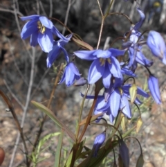 Stypandra glauca (Nodding Blue Lily) at Majura, ACT - 9 Sep 2015 by SilkeSma