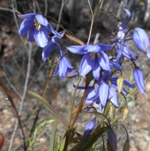 Stypandra glauca at Majura, ACT - 10 Sep 2015