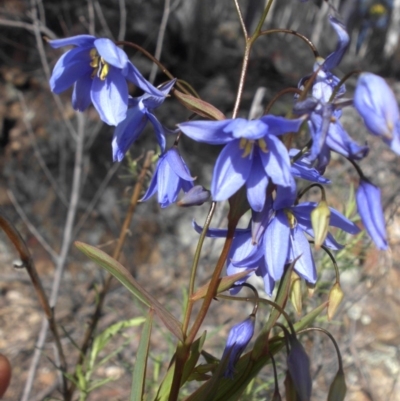 Stypandra glauca (Nodding Blue Lily) at Mount Ainslie - 9 Sep 2015 by SilkeSma