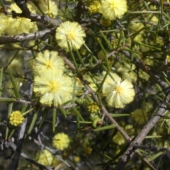 Acacia ulicifolia (Prickly Moses) at Mount Ainslie - 10 Sep 2015 by SilkeSma