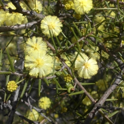 Acacia ulicifolia (Prickly Moses) at Mount Ainslie - 10 Sep 2015 by SilkeSma