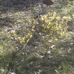 Acacia ulicifolia at Campbell, ACT - 10 Sep 2015