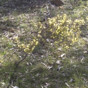 Acacia ulicifolia at Campbell, ACT - 10 Sep 2015