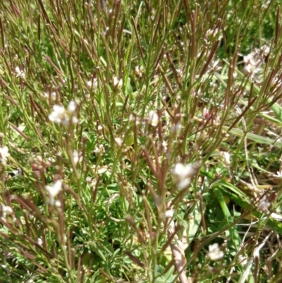 Cardamine sp. (Bittercress) at Mount Ainslie to Black Mountain - 8 Feb 2015 by TimYiu