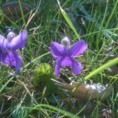 Viola odorata (Sweet Violet, Common Violet) at Australian National University - 8 Sep 2015 by TimYiu