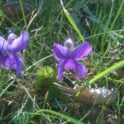 Viola odorata (Sweet Violet, Common Violet) at Sullivans Creek, Acton - 8 Sep 2015 by TimYiu