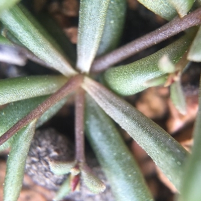 Calandrinia eremaea (Small Purslane) at Wallaroo, NSW - 9 Sep 2015 by JasonC