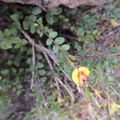 Bossiaea buxifolia (Matted Bossiaea) at Greenway, ACT - 20 Oct 2014 by MichaelBedingfield