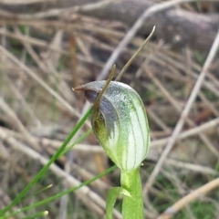 Pterostylis pedunculata (Maroonhood) at Mount Majura - 9 Sep 2015 by MattM