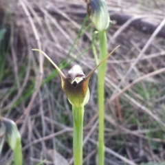 Pterostylis pedunculata at Hackett, ACT - suppressed